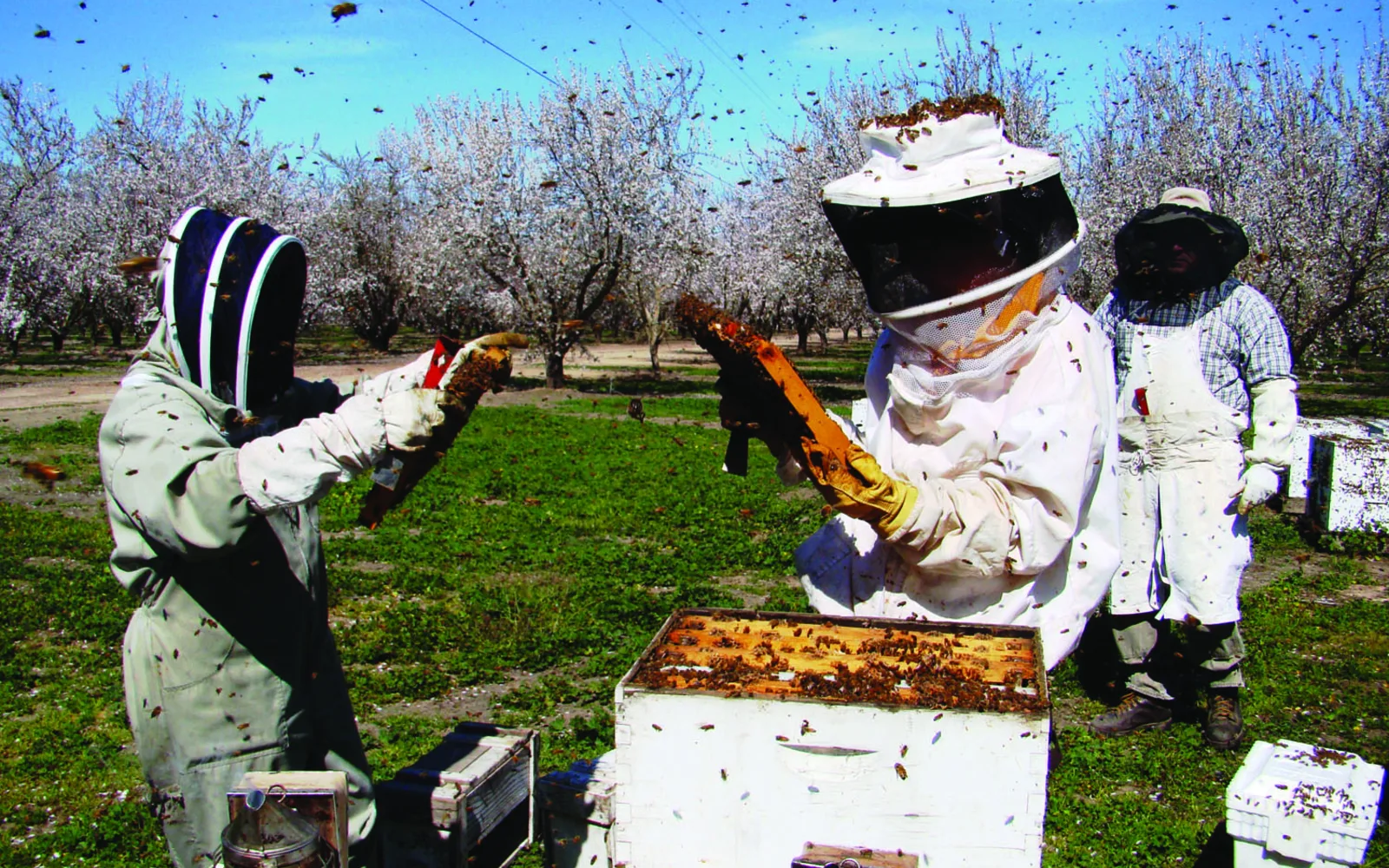 Beekeepers in protective gear inspect bee colonies placed within an almond orchard during pollination season